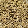 Fennel